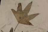 Eocene Fossil Sycamore (Platanus) Leaf - Utah #174933-1